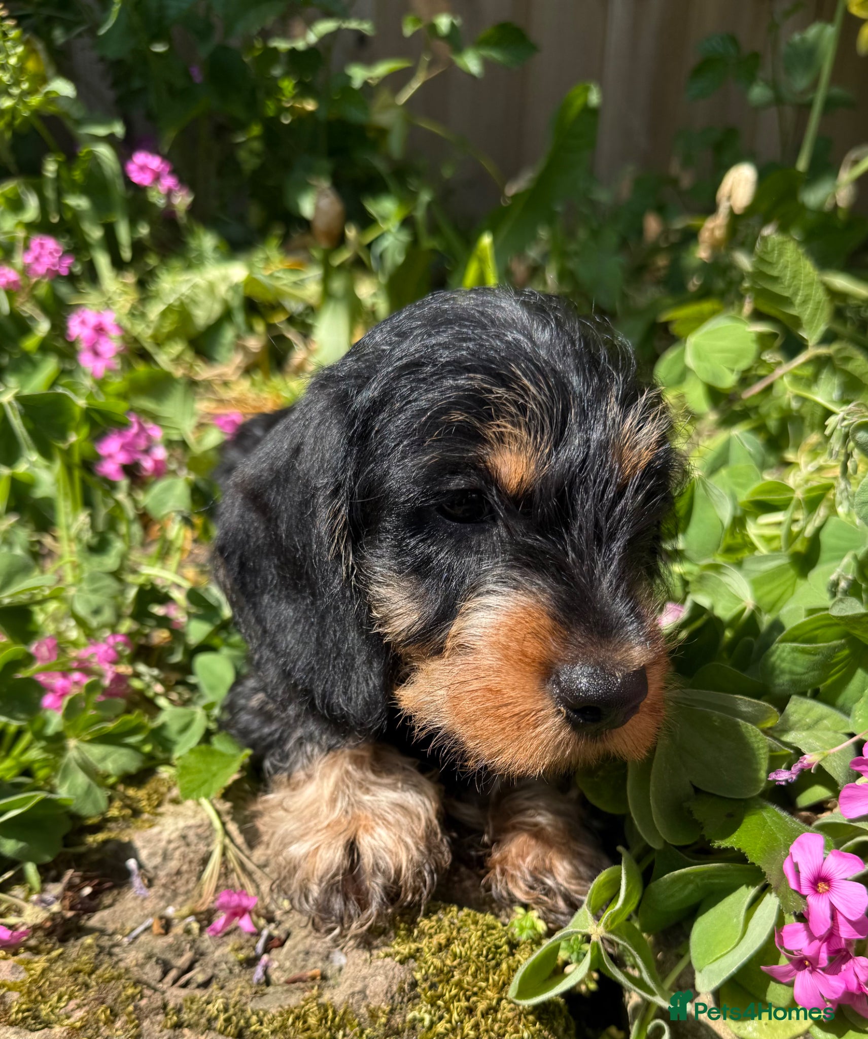 Miniature Dachshund dogs Kc registered miniature wire haired - Advert 14