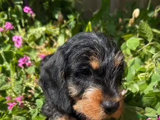 Miniature Dachshund dogs Kc registered miniature wire haired - Advert 15