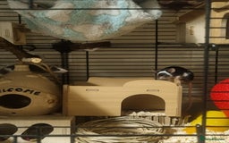 Mouse rodents for sale: Male mice - Image 5