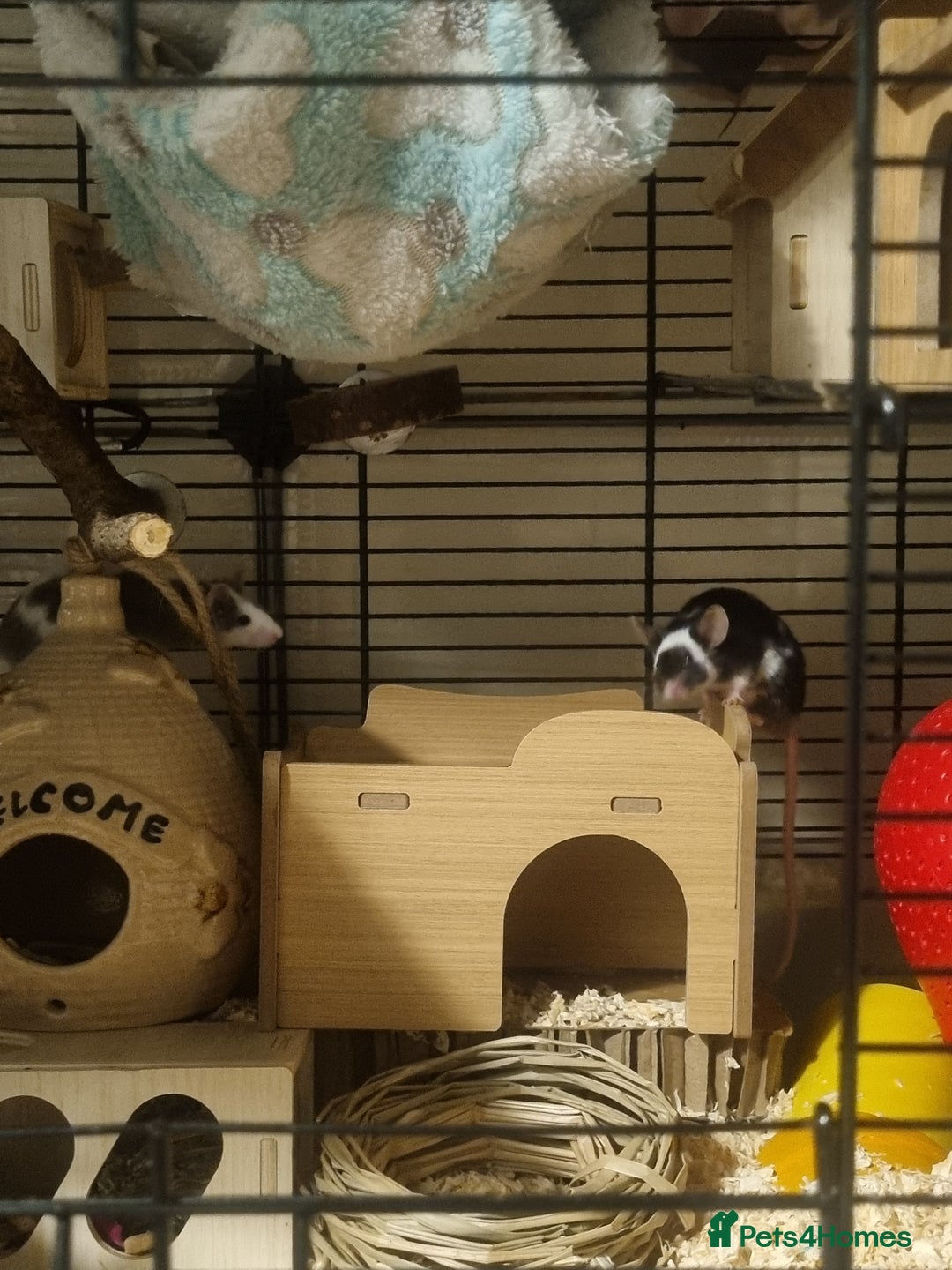 Mouse rodents for sale: Male mice - Image 5