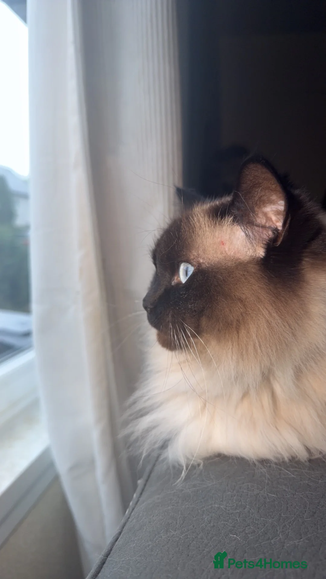 Ragdoll cats for sale: Blue ragdoll  - Advert 1