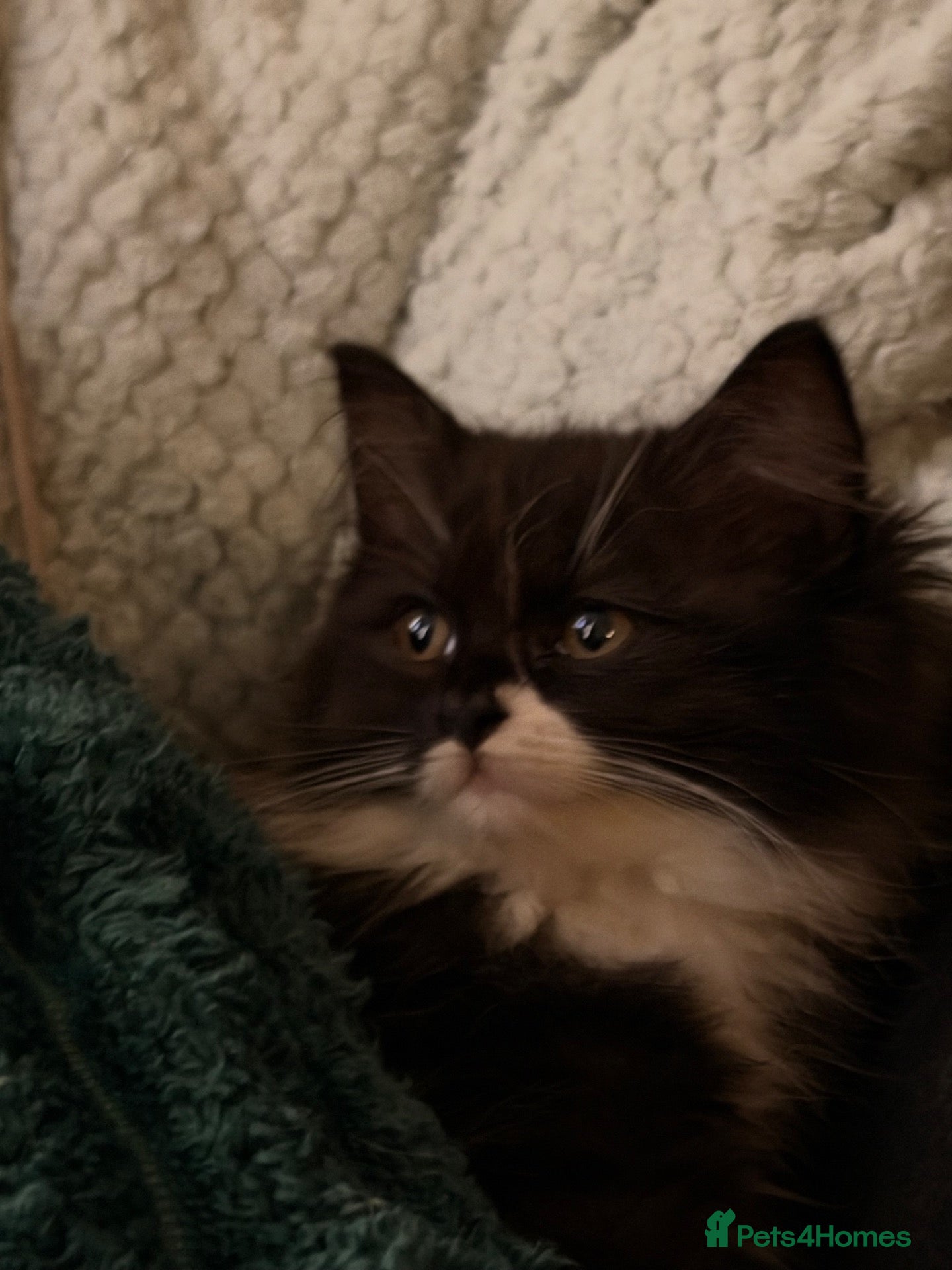 British Longhair cats Stunning British long hair LAST MALE LEFT - Advert 1
