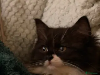 British Longhair cats Stunning British long hair LAST MALE LEFT - Advert 1