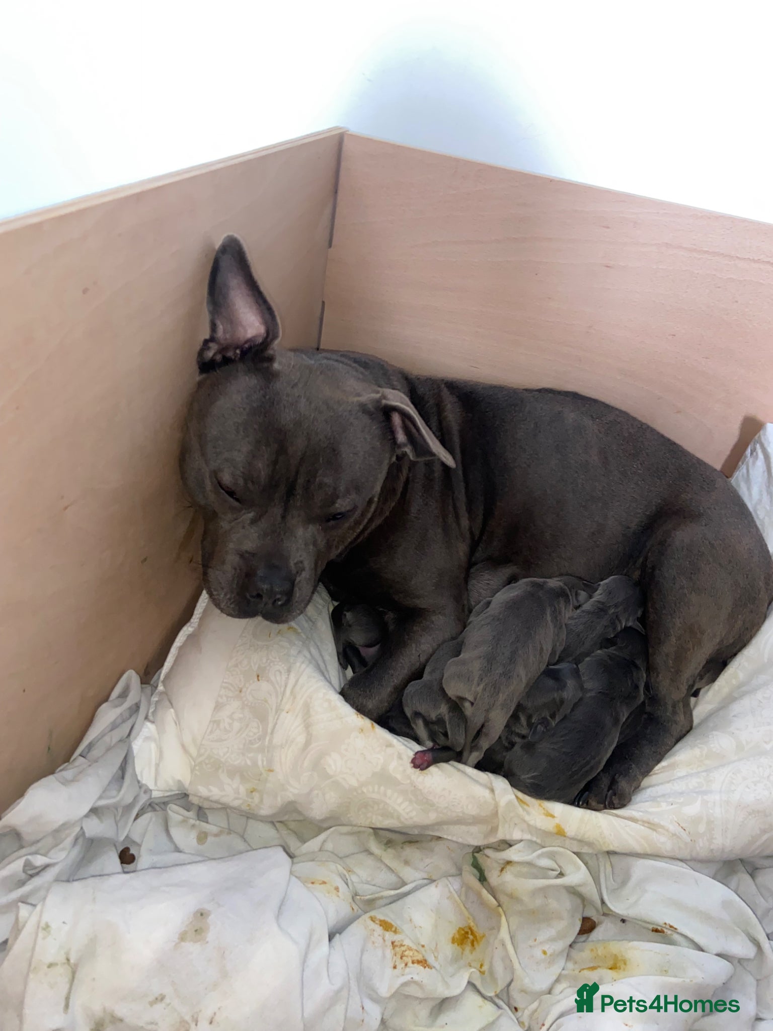 Staffordshire Bull Terrier dogs Blue and light staffys - Advert 2