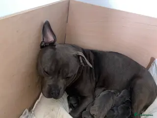 Staffordshire Bull Terrier dogs Blue and light staffys - Advert 1