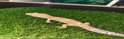 Gecko reptiles for sale: Hypo leopard gekkos in Dukinfield - Advert 3