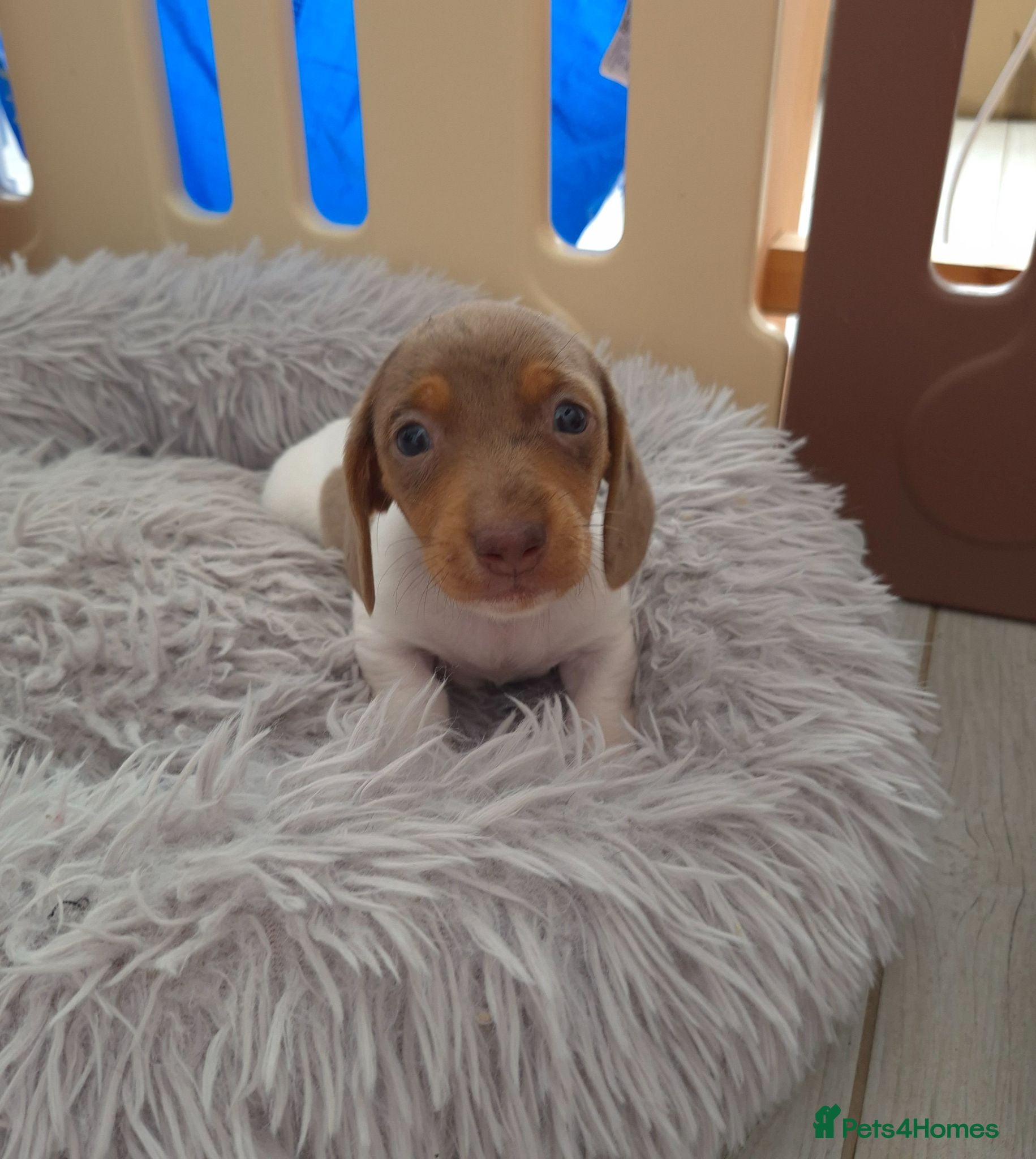 Dachshund dogs Miniature dachshund isabella dapple boy left  - Advert 2