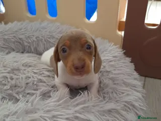 Dachshund dogs Miniature dachshund isabella dapple boy left - Advert 2