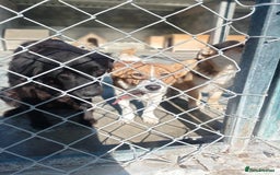 Mixed Breed dogs for adoption: Frida, 5-6 yrs approx. Available for adoption. - Advert 2