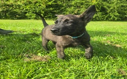 Belgian Shepherd Dog dogs for sale: Duch scheperd puppy for sale in Warrington - Image 9