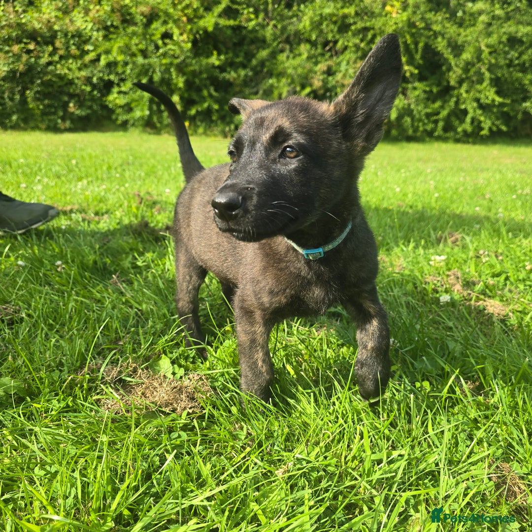 Belgian Shepherd Dog dogs for sale: Duch scheperd puppy for sale in Warrington - Image 9
