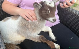 Goats livestock for sale: Gorgeous Chocolate & White Female Baby Pigmy - Image 5