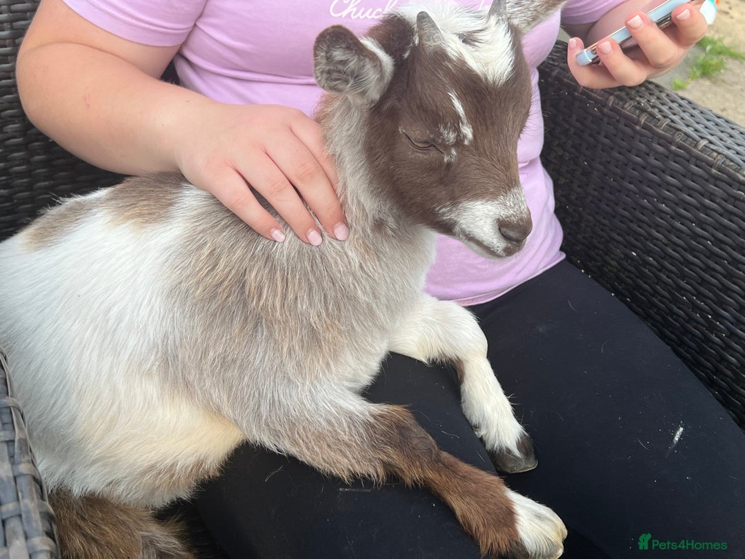 Goats livestock for sale: Gorgeous Chocolate & White Female Baby Pigmy - Image 5