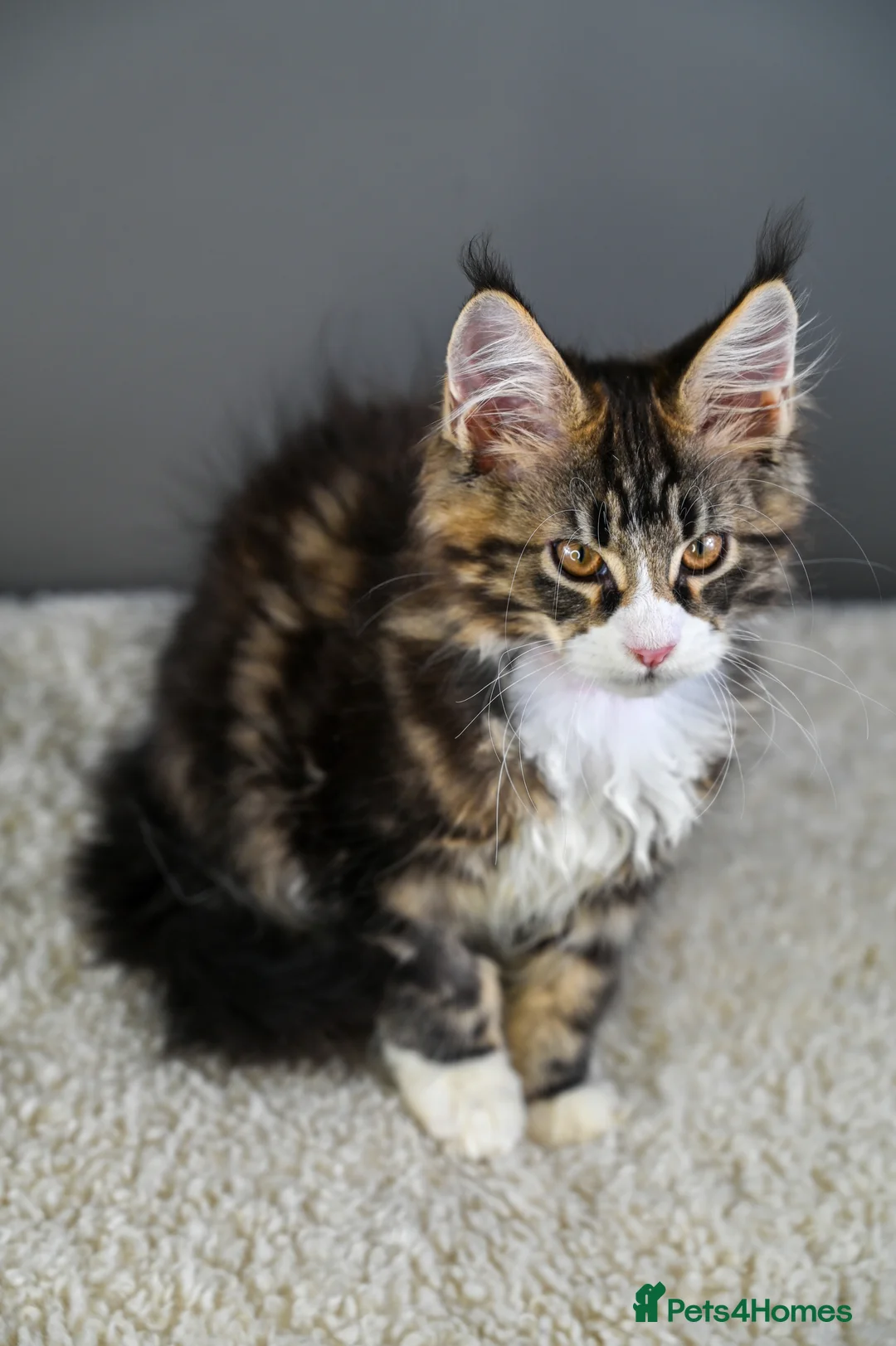 Maine Coon cats for sale: 🧬 STUNNING KITTENS - TICA REGISTERED 🎖️ - Advert 5