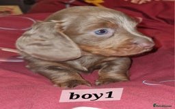 Dachshund dogs for sale: 7 beautiful dachshunds puppys - Image 18