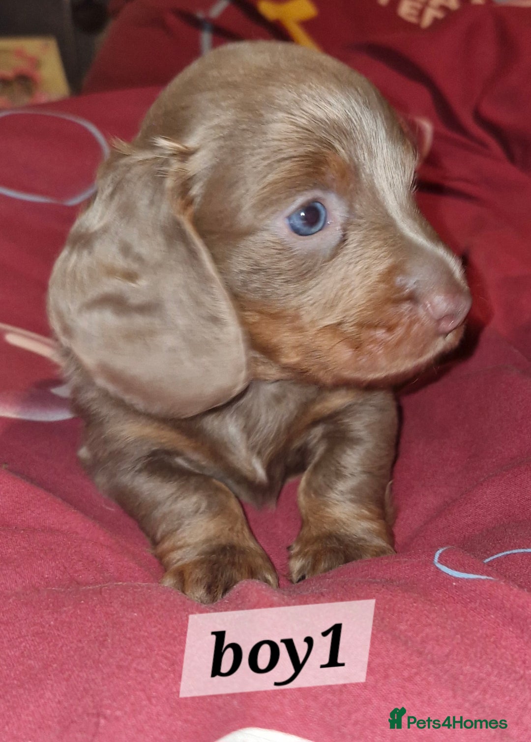 Dachshund dogs for sale: 7 beautiful dachshunds puppys - Image 18
