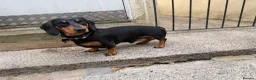 Miniature Dachshund dogs for stud: Black and Tan miniature dachshund for stud - Advert 3