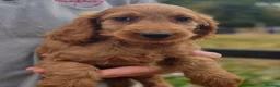 Cockapoo dogs for sale: F1 Cockapoo Puppies - Advert 3