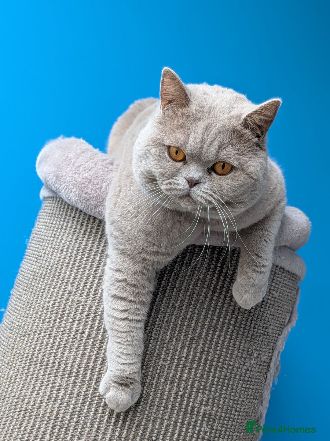 British Shorthair cats for stud: Champion lilac stud  in Derby - Advert 3