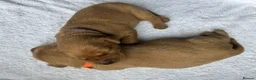 Labrador Retriever dogs for sale: KC Registered Fox Red Lab Puppies Raised Vet’s Hom - Advert 10