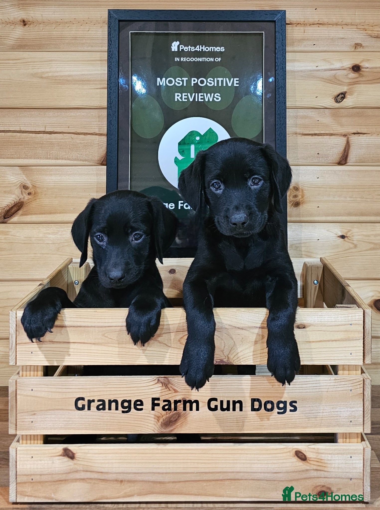 Labrador Retriever dogs 2 READY TO LEAVE KCREG LABS. HEALTH TESTED PARENTS - Advert 16