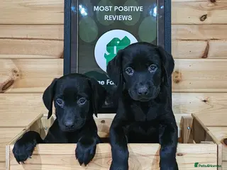 Labrador Retriever dogs 2 READY TO LEAVE KCREG LABS. HEALTH TESTED PARENTS - Advert 16