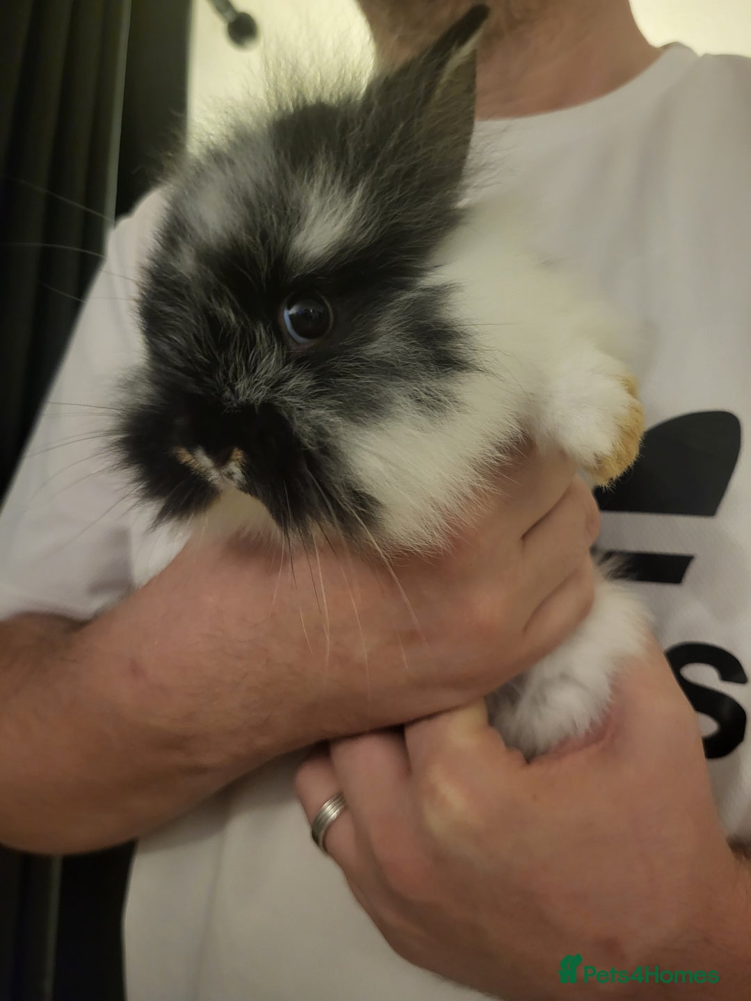 Mini Lion Lop rabbits for sale: Beautiful baby rabbits. - Image 4