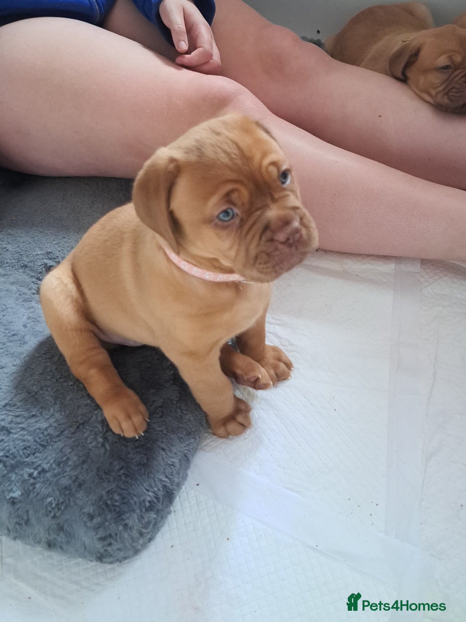 Dogue De Bordeaux dogs **ONLY 4 LEFT** - DDB Puppies for Sale - Advert 5