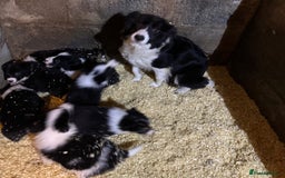 Border Collie dogs for sale: Beautiful Border Collie Pups - Image 12