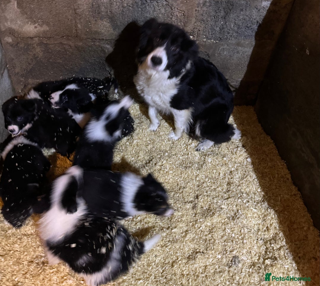 Border Collie dogs for sale: Beautiful Border Collie Pups - Image 12