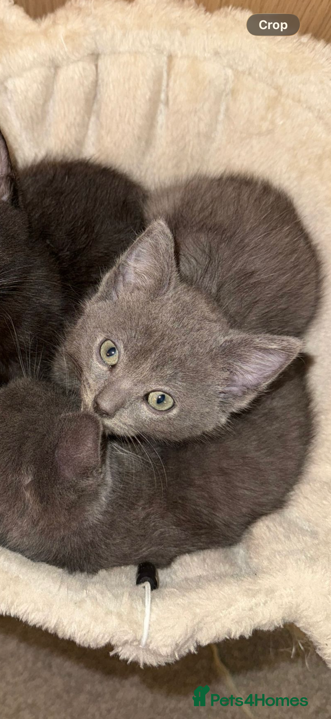 Mixed Breed cats for sale: Half ragdolls cuddly, all girls, ready now - Advert 17