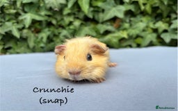 Guinea Pig rodents for sale: Baby guinea pigs  - Image 2