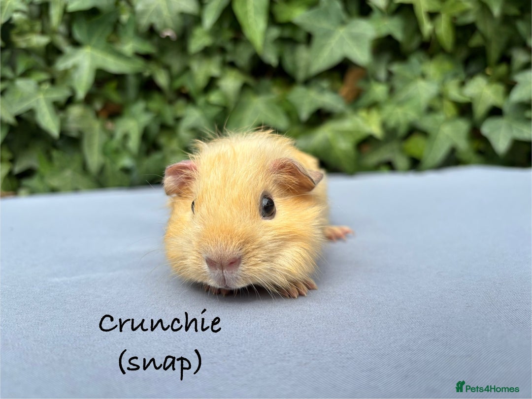 Guinea Pig rodents for sale: Baby guinea pigs  - Image 2