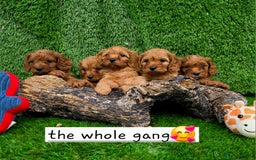 Cavapoo dogs for sale: TOY F1 RED CAVAPOOS extensivly dna clear. - Image 14