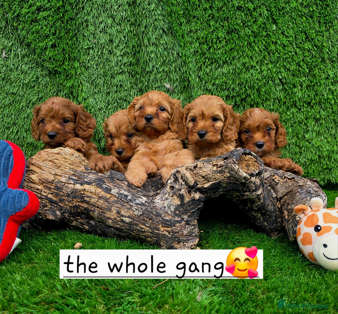 Cavapoo dogs for sale: TOY F1 RED CAVAPOOS extensivly dna clear. - Image 14