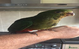 Parrots birds for sale: Baby hand reared Australian king parrots - Image 4