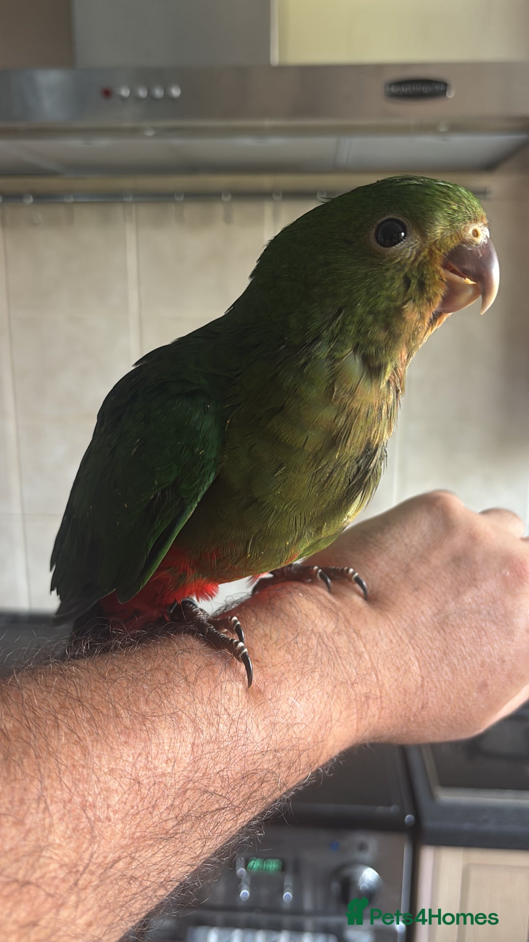 Parrots birds for sale: Baby hand reared Australian king parrots - Image 4