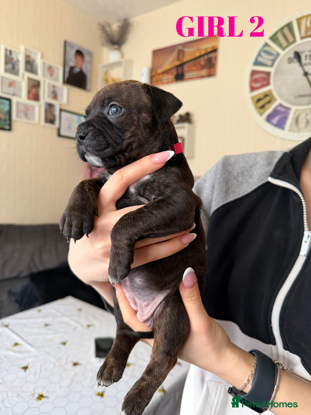 Staffordshire Bull Terrier dogs for sale: Precious Puppies Ready to Join Your Family - Advert 20