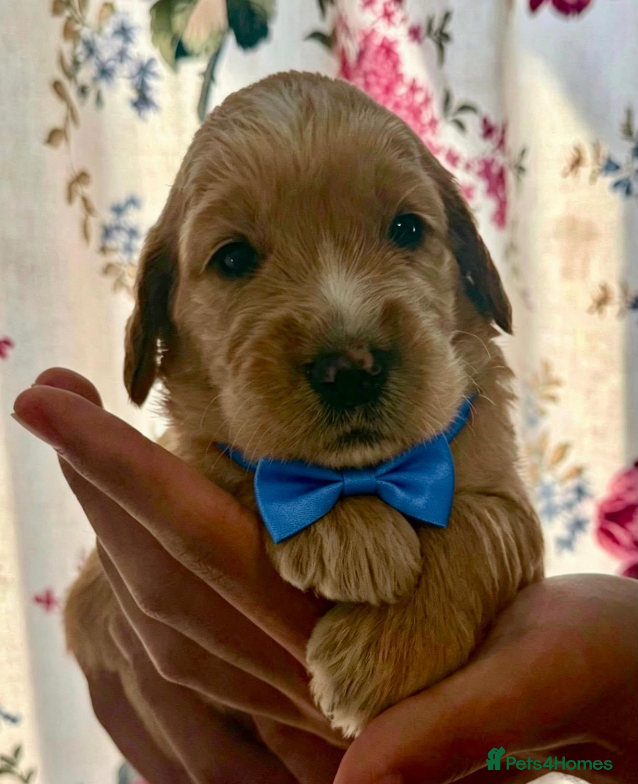 Goldendoodle dogs STUNNING AUSTRALIAN GOLDENDOODLE PUPPIES! - Advert 2