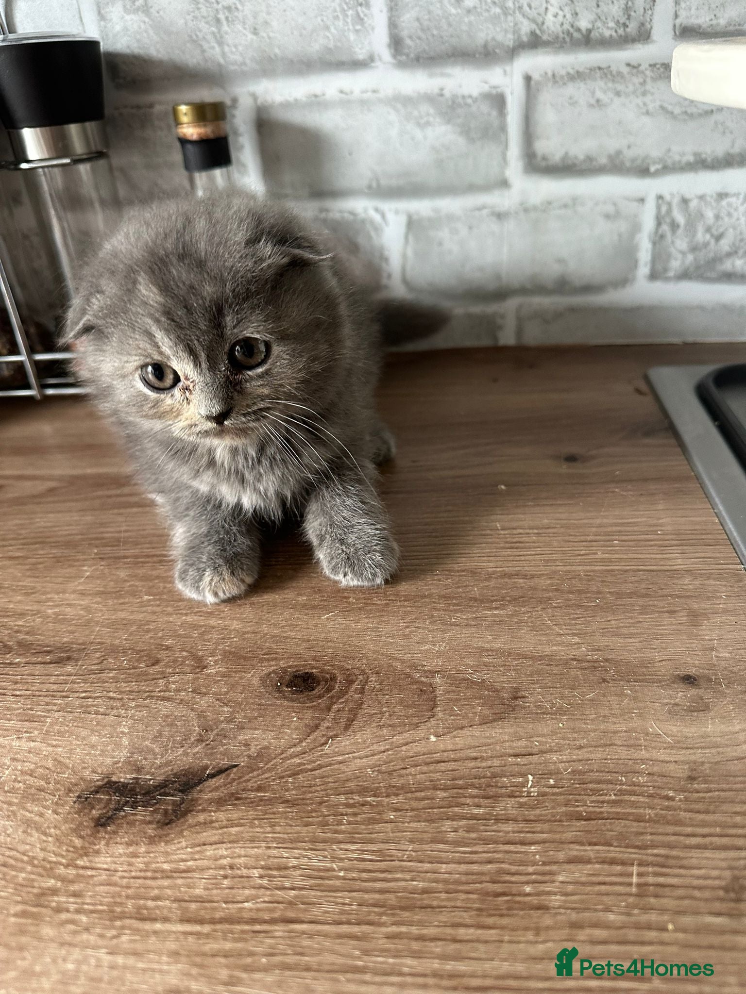 Scottish Fold cats 🖤READY NOW🖤2LEFT!🖤SCOTTISH FOLD KITTENS🖤 - Advert 1