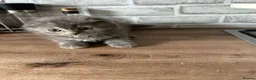 Scottish Fold cats for sale: 🖤REDUCED LAST ONE🖤SCOTTISH FOLD KITTENS🖤 - Advert 4