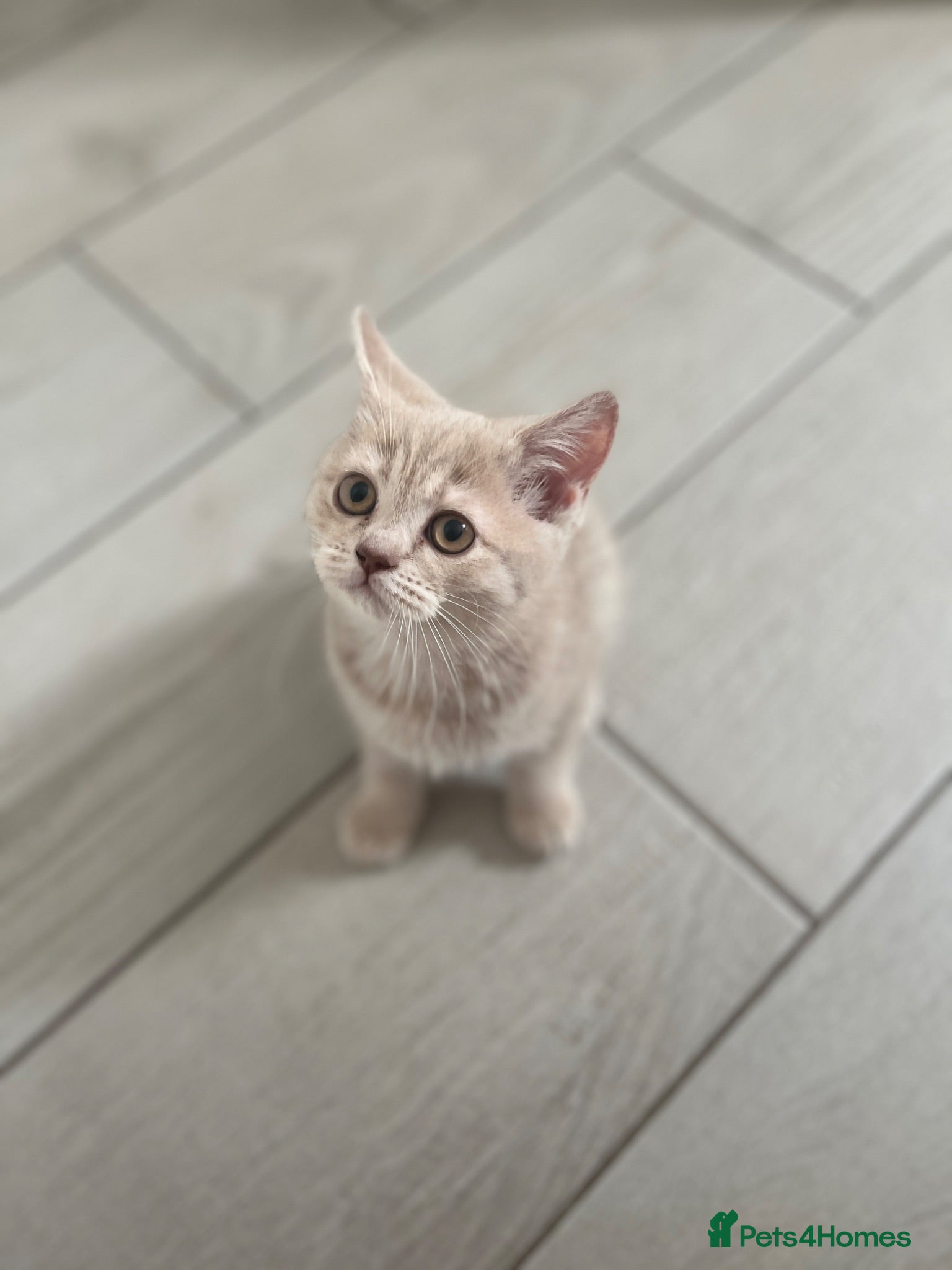 Manx cats Rear Manx kitten  - Advert 2