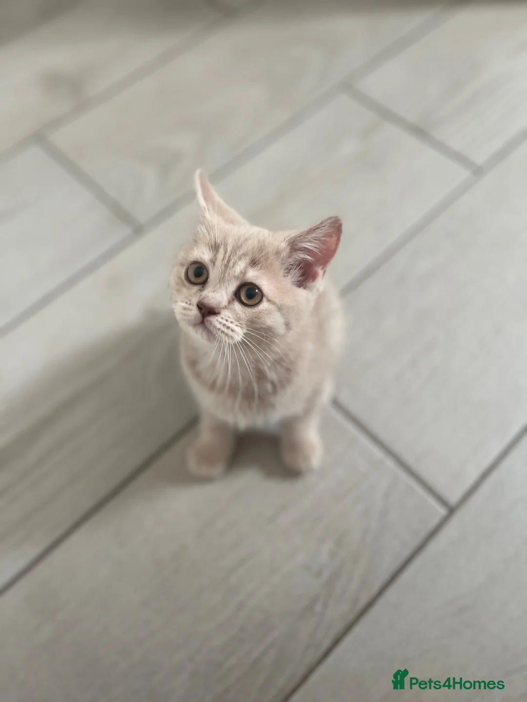 Manx cats for sale: Rear Manx kitten  - Advert 2