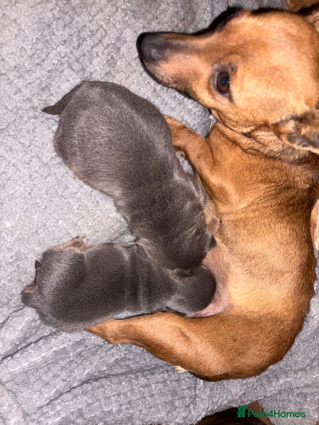 Jack Russell dogs for sale: Blue and tan half russels  - Advert 4