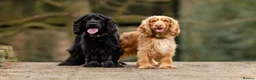 Cocker Spaniel dogs for sale: Gorgeous KC Reg Show Cocker Spaniels in Lancaster - Advert 7