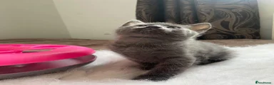 Russian Blue 2