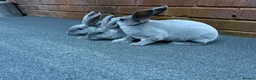 Rex rabbits for sale: Beautiful Baby blue Mini Rex  - Advert 5