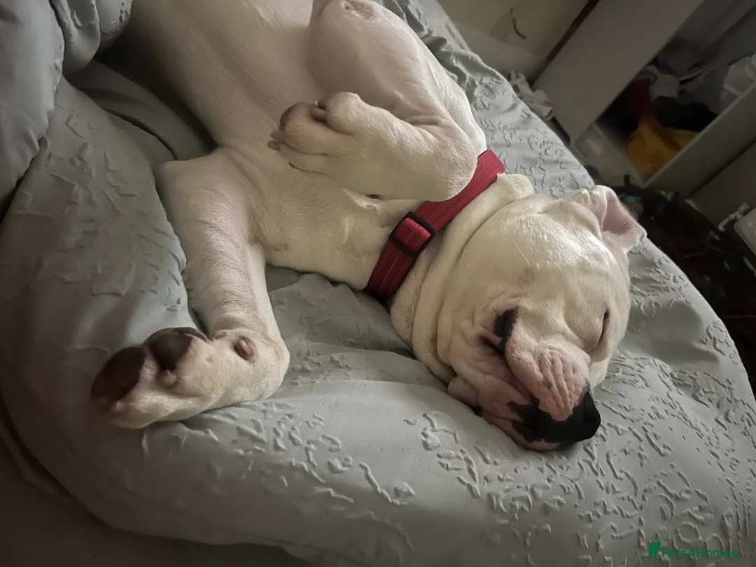 American Bulldog dogs for stud: My beautiful white American bulldog  - Advert 3
