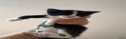 Mixed Breed cats for sale: 5 gorgeous kittens needing a home - Advert 6