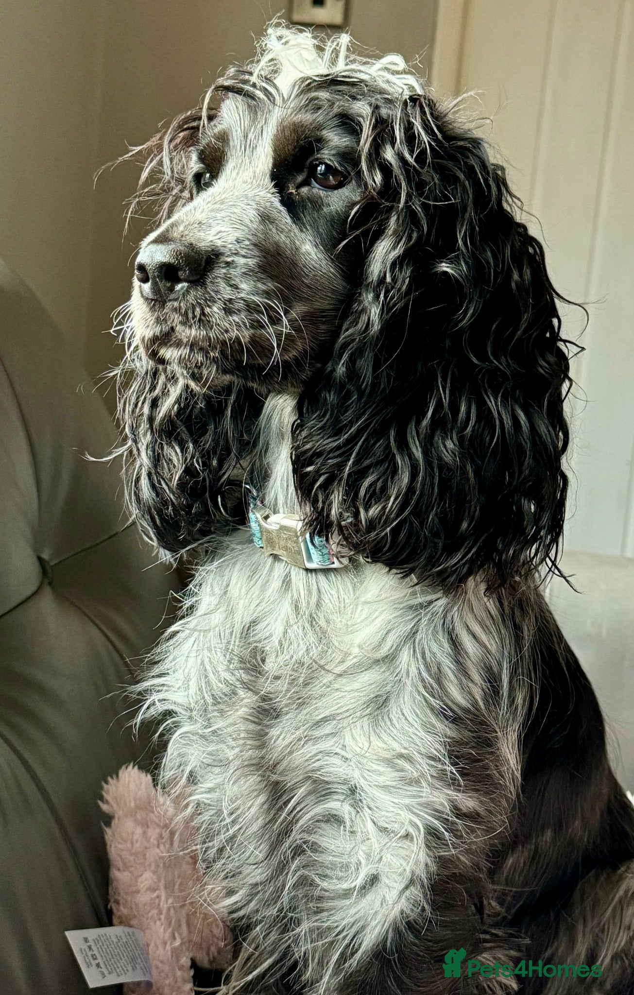 Cocker Spaniel dogs Show cocker spaniel  - Advert 1